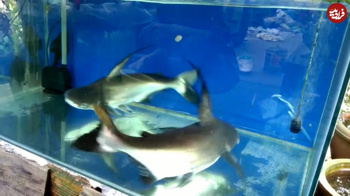 (ویدئو) ماهی بی‌اعصاب بازدید کننده آکواریوم را ضربه فنی کرد!

