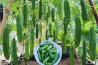 (ویدئو) روش هایی جدید و کاربردی برای کشت و برداشت خیار با کمک هسته خیار