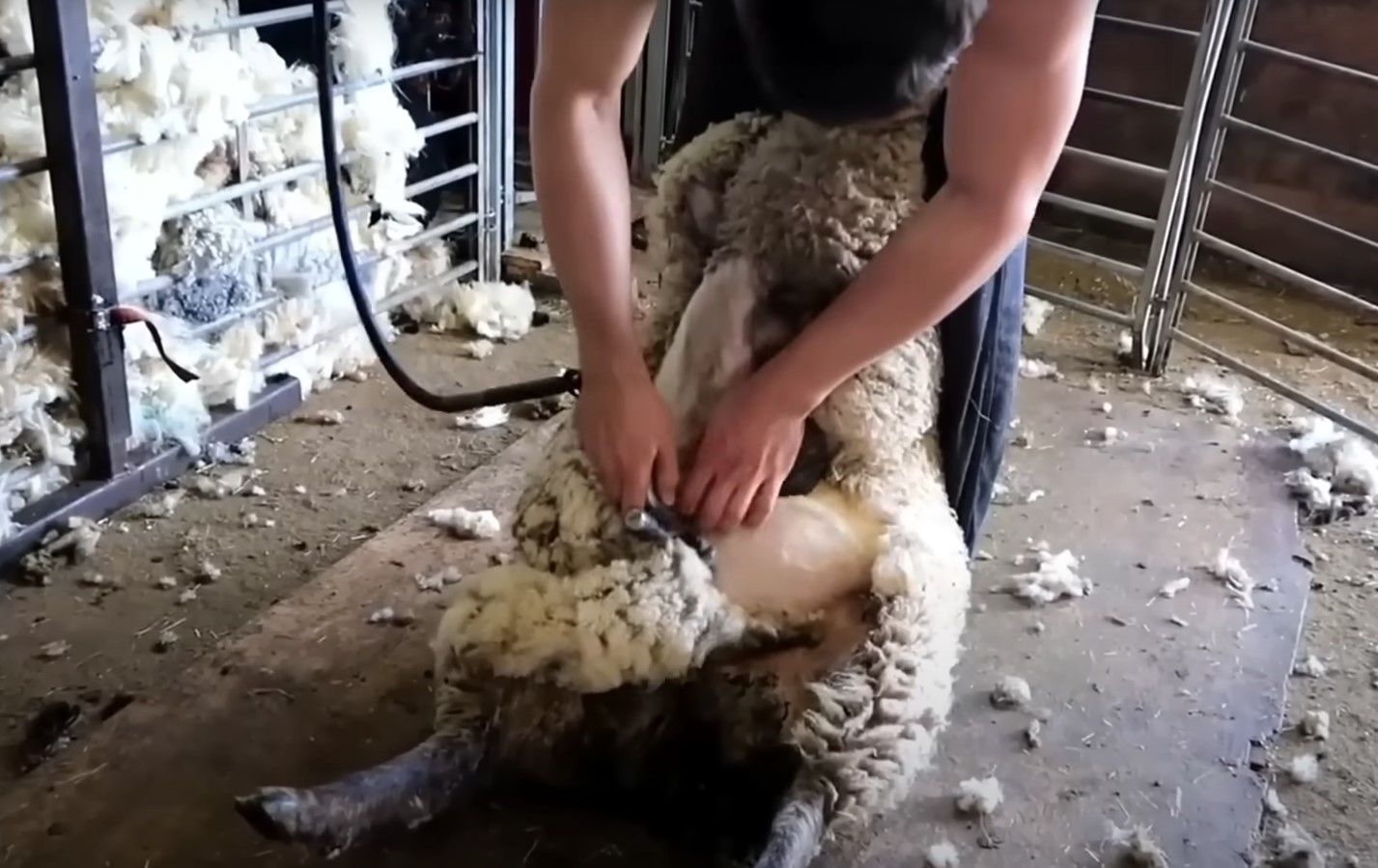 (ویدئو) مراحل برش زدن و فرآوری پشم گوسفند در استرالیا؛ نحوه تبدیل پشم به لباس