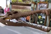 ببینید| کشف جد ۸۰ میلیون ساله تمساح‌ها در مصر