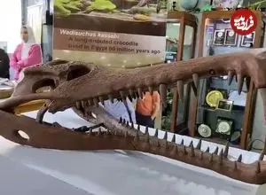 ببینید| کشف جد ۸۰ میلیون ساله تمساح‌ها در مصر