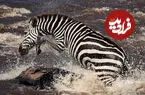 ببینید| فرار باورنکردنی یک گورخر از محاصره چند تمساح نیل