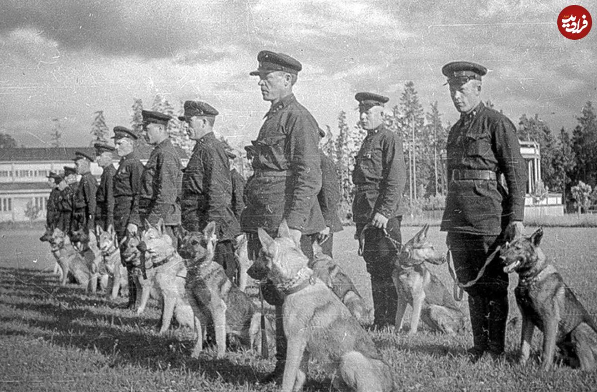  شکست سهمگین ارتش هیتلر توسط سگ های ضد تانک شوروی