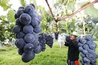 ویدئو جالب از گران‌ترین و درشت‌ترین انگور دنیا