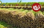 ببینید؛ چگونه کشاورزان آمریکایی هزاران تن نیشکر را برداشت و فرآوری می کنند؟