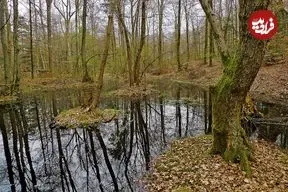 سکه‌های طلای 2300 ساله از «باتلاق» بیرون آمدند