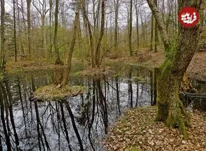 سکه‌های طلای 2300 ساله از «باتلاق» بیرون آمدند