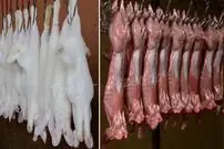 (ویدئو) فرآیند مدرن پرورش، برش و بسته بندی گوشت خرگوش