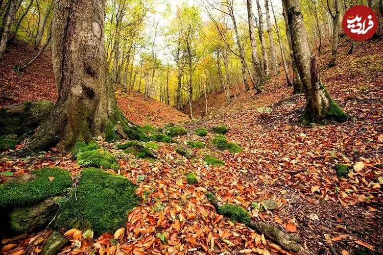 چرا برگ درختان در پاییز رنگ عوض می‌کنند؟
