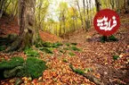 چرا برگ درختان در پاییز رنگ عوض می‌کنند؟