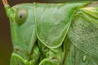 (عکس) جیرجیرک بوته ای و چشم های بامزه اش!