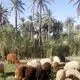 عکس| سفر به ایران قدیم؛ پسرک چوپان در آبادان؛ سال 1326