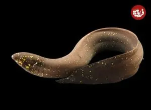 عکس| میراث 400 میلیون ساله در دل یک ماهی؛ کشف بزرگترین ژنوم تاریخ حیوانات 