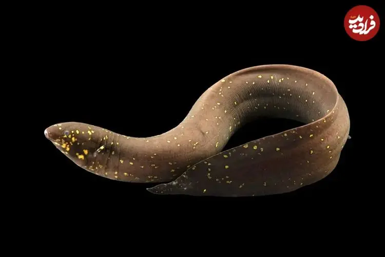 عکس| میراث 400 میلیون ساله در دل یک ماهی؛ کشف بزرگترین ژنوم تاریخ حیوانات 