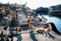 (تصاویر) جزیره‌ای مخصوص گربه‌ها در ژاپن