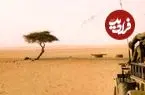 «تنهاترین درخت جهان» که بعد از قرن‌ها در اثر «تصادف رانندگی» از بین رفت