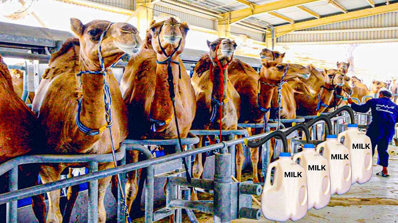 (ویدئو) فرآیند دیدنی پرورش و فرآوری شیر هزاران شتر در اطراف شهر دبی