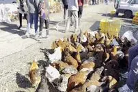 عکس| سفر به ایران قدیم؛ «مرغ‌فروش‌های دوره‌گرد» دوران قاجار در حیاط یک خانه