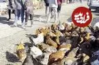 عکس| سفر به ایران قدیم؛ «مرغ‌فروش‌های دوره‌گرد» دوران قاجار در حیاط یک خانه