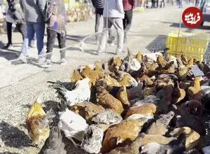 عکس| سفر به ایران قدیم؛ «مرغ‌فروش‌های دوره‌گرد» دوران قاجار در حیاط یک خانه