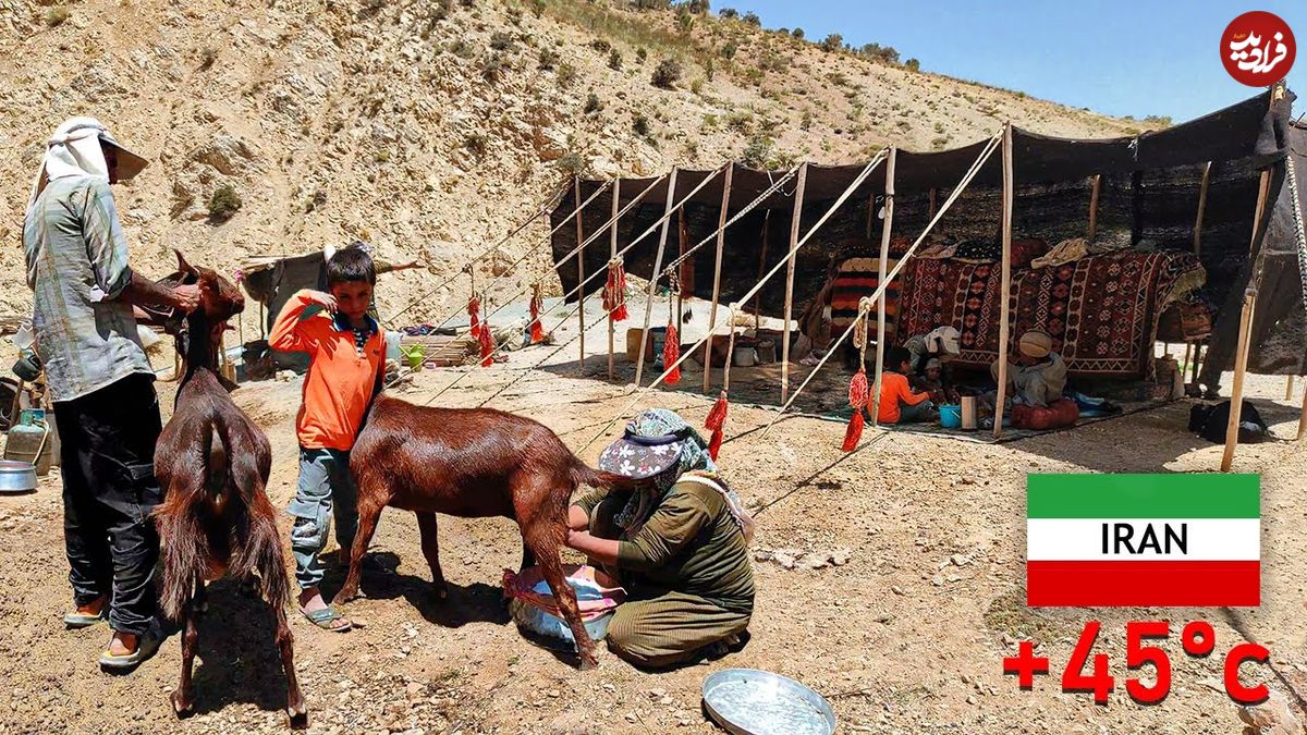 ببینید؛ غذای عشایری در ایران؛ دوشیدن شیر بز و تهیه ماست سنتی