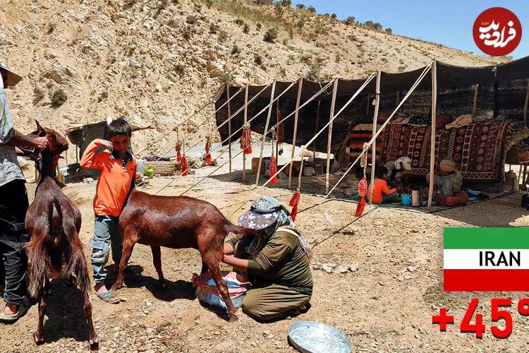 ببینید؛ غذای عشایری در ایران؛ دوشیدن شیر بز و تهیه ماست سنتی