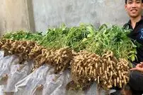 (ویدئو) چگونه در باغچه خانه بادام زمینی بکاریم و 10 کیلو برداشت کنیم؟