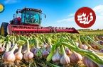 ببینید؛ مراحل تماشایی کاشت، برداشت و فرآوری صدها تن سیر در مزارع پهناور چین 