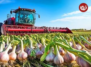 ببینید؛ مراحل تماشایی کاشت، برداشت و فرآوری صدها تن سیر در مزارع پهناور چین 