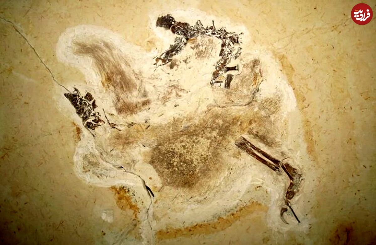 بازگشت دایناسور ۱۱۰ میلیون ساله به خانه / اوبی‌راجارا دایناسوری با پوشش پَر