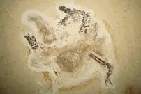 بازگشت دایناسور ۱۱۰ میلیون ساله به خانه / اوبی‌راجارا دایناسوری با پوشش پَر