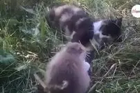 (ویدئو) گربه ای که برای شکار موش استخدام شده بود عاشق یکی از موش ها شد!