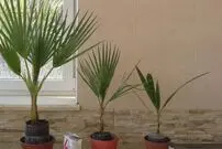 (ویدئو) چطور هسته خرما را در گلدان بکاریم و یک گیاه زیبا در خانه داشته باشیم
