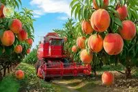 ببینید| چگونه آمریکایی ها صدها تن هلو را برداشت می کنند؟