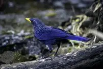 تصاویر؛ طرقۀ آبی آوازخوان؛ پرنده‌ای شگفت‌انگیز که شبیه انسان سوت می‌زند، ابزار می‌سازد و رنگ بدنش در طول روز تغییر می‌کند!