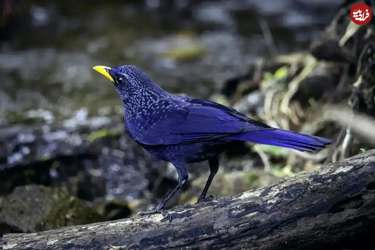 تصاویر؛ طرقۀ آبی آوازخوان؛ پرنده‌ای شگفت‌انگیز که شبیه انسان سوت می‌زند، ابزار می‌سازد و رنگ بدنش در طول روز تغییر می‌کند!
