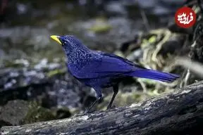 تصاویر؛ طرقۀ آبی آوازخوان؛ پرنده‌ای شگفت‌انگیز که شبیه انسان سوت می‌زند، ابزار می‌سازد و رنگ بدنش در طول روز تغییر می‌کند!