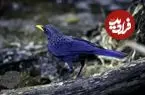 تصاویر؛ طرقۀ آبی آوازخوان؛ پرنده‌ای شگفت‌انگیز که شبیه انسان سوت می‌زند، ابزار می‌سازد و رنگ بدنش در طول روز تغییر می‌کند!