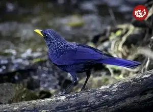 تصاویر؛ طرقۀ آبی آوازخوان؛ پرنده‌ای شگفت‌انگیز که شبیه انسان سوت می‌زند، ابزار می‌سازد و رنگ بدنش در طول روز تغییر می‌کند!