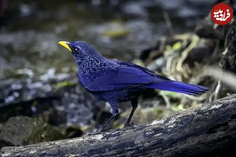 تصاویر؛ طرقۀ آبی آوازخوان؛ پرنده‌ای شگفت‌انگیز که شبیه انسان سوت می‌زند، ابزار می‌سازد و رنگ بدنش در طول روز تغییر می‌کند!