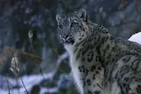 (عکس) لحظه تماشایی حمله پلنگ برفی به گربه پالاس