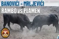 (ویدئو) دیدار رده بندی لیگ مبارزه گاوها؛این گاو خشمگین با مبارزه دیدنی اش سوم اسپانیا شد