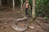 با «بارونس» آشنا شوید؛ درازترین مار وحشی جهان