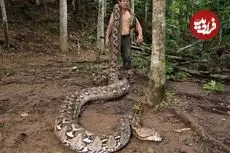 با «بارونس» آشنا شوید؛ درازترین مار وحشی جهان