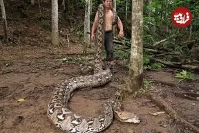 با «بارونس» آشنا شوید؛ درازترین مار وحشی جهان