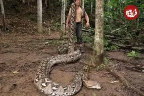 با «بارونس» آشنا شوید؛ درازترین مار وحشی جهان