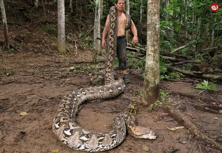 با «بارونس» آشنا شوید؛ درازترین مار وحشی جهان
