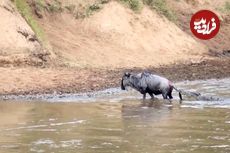 ببنیید| نجات معجزه آسای یک کل یالدار از شکار شدن توسط کروکودیل