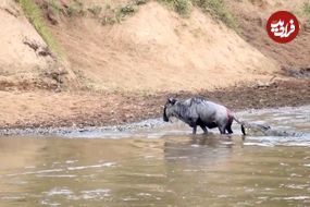 ببنیید| نجات معجزه آسای یک کل یالدار از شکار شدن توسط کروکودیل