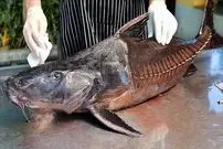 ببینید| غذای خیابانی در تایلند؛ برش حرفه ای گربه ماهی و تهیه خورشت کاری با آن در بانکوک